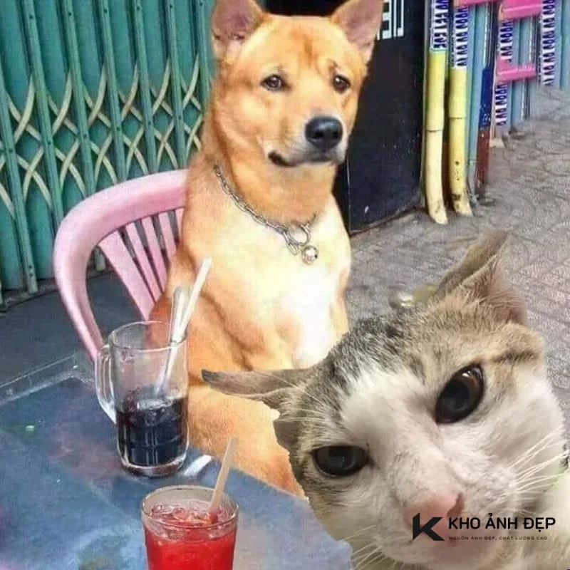 meme ăn