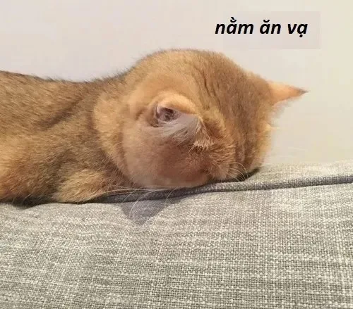 meme ăn