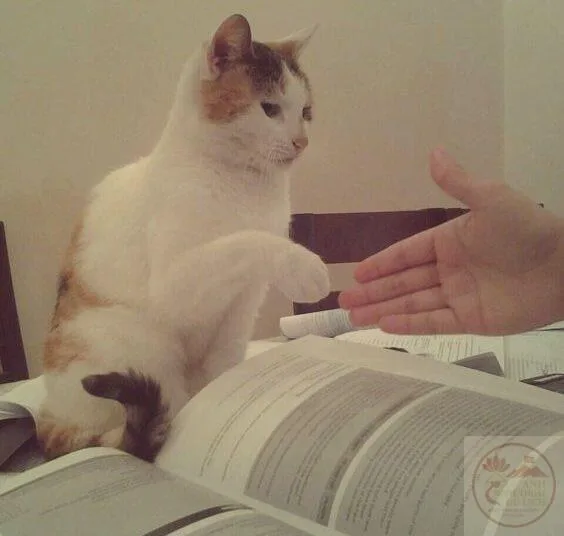 meme bắt tay tình nghĩa