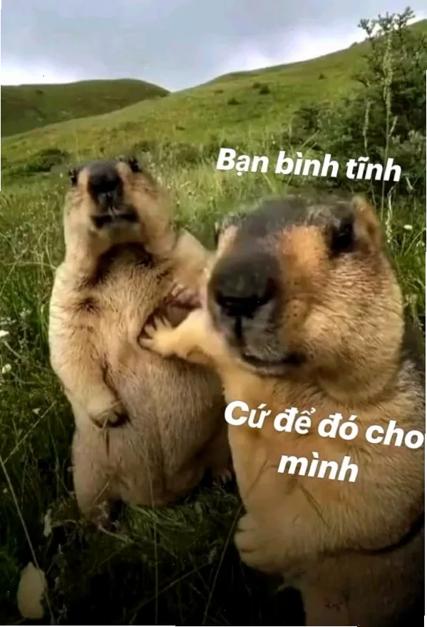 meme bình tĩnh