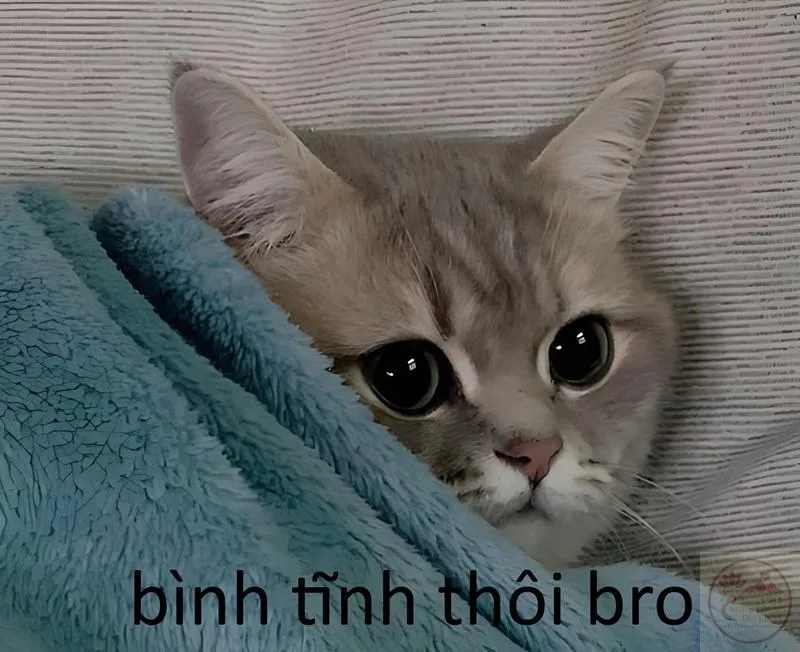 meme bình tĩnh nào bro