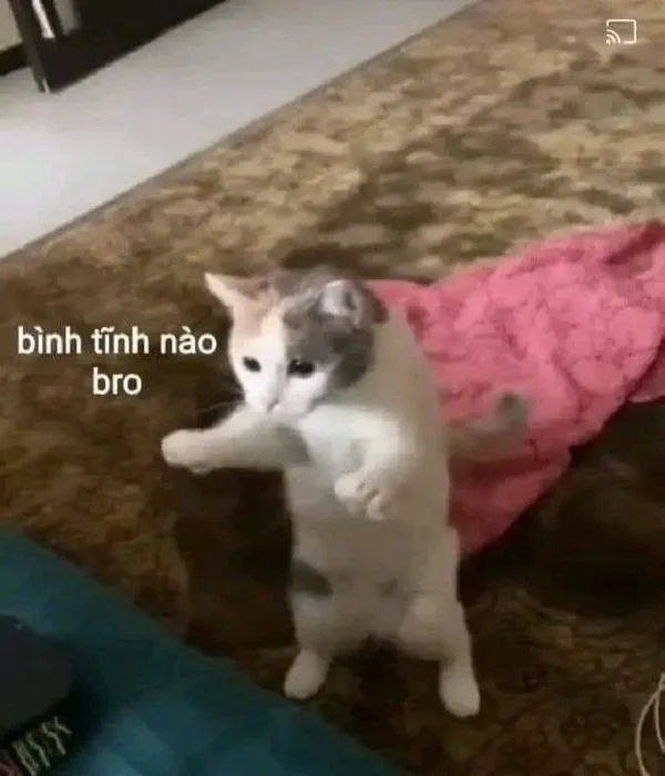 meme bình tĩnh nào bro