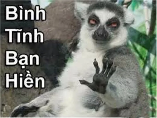 meme bình tĩnh nào bro