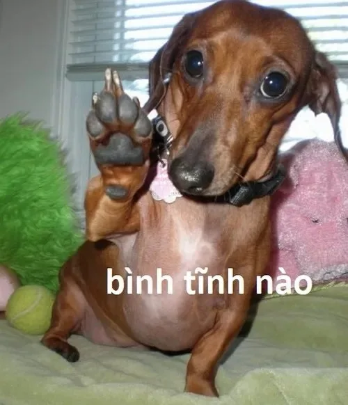 meme bình tĩnh nào bro