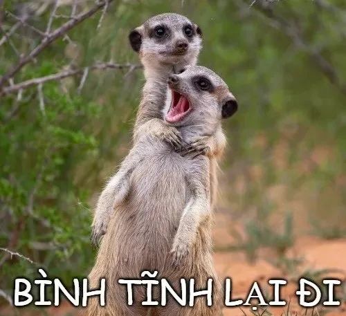 meme bình tĩnh