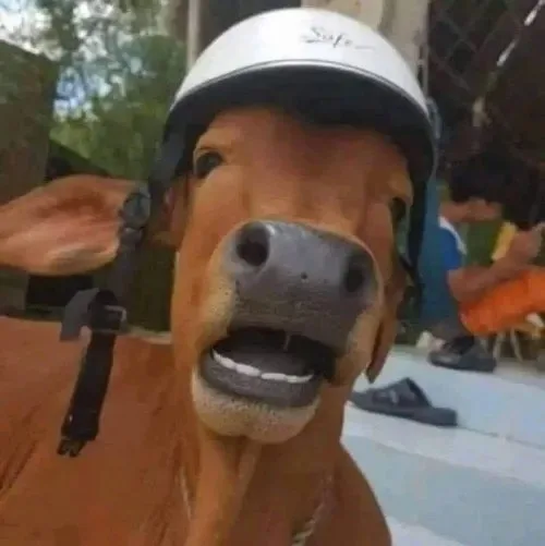 meme bò đội nón