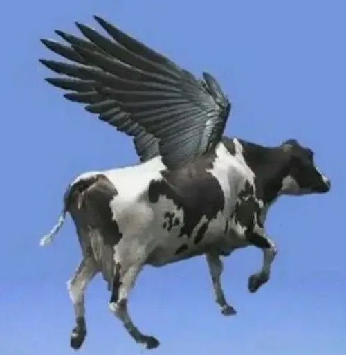 meme bò bay