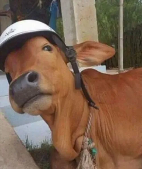 meme bò đội nón