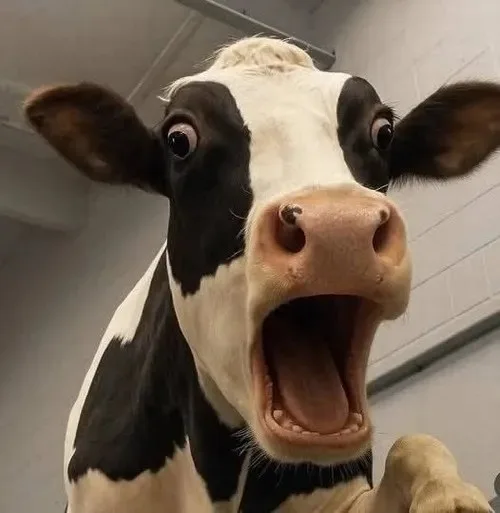 meme bò