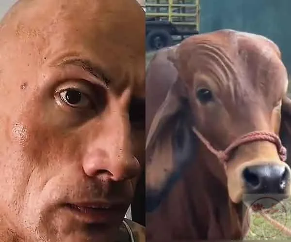 meme bò