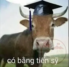 meme bò đội nón