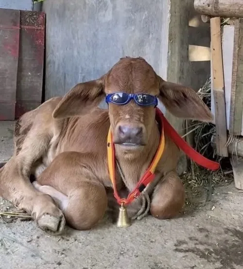 meme bò đội nón