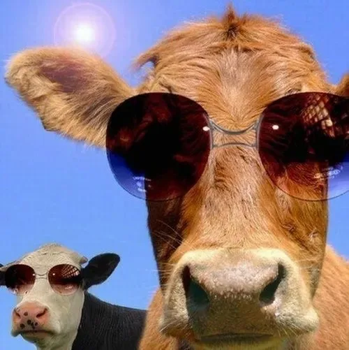 meme bò đội nón