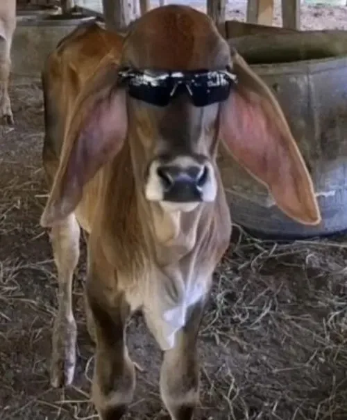 meme bò đội nón