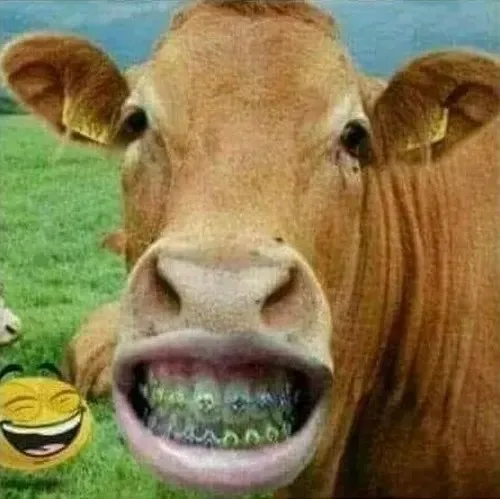 meme bò