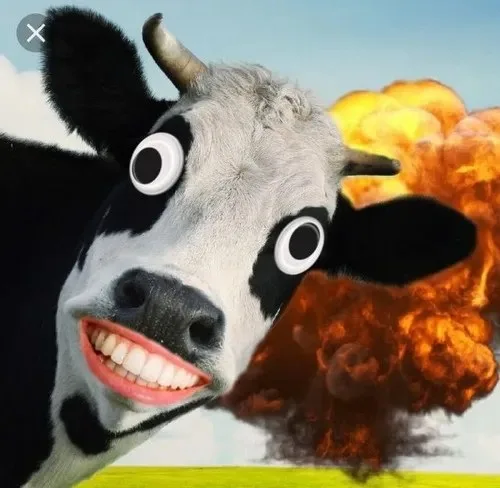 meme bò