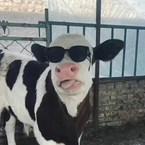 meme bò đội nón