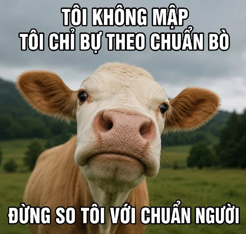 meme bò
