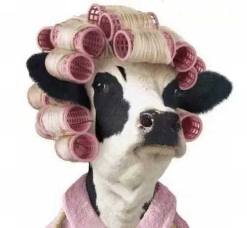 meme bò đội nón