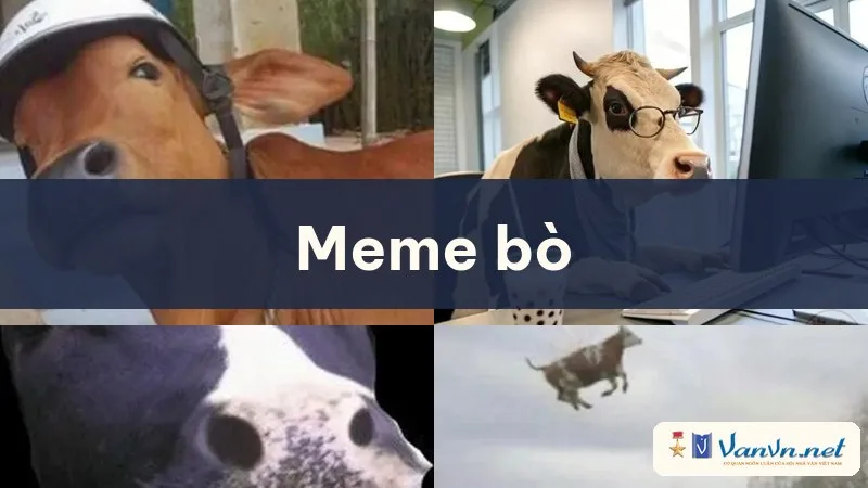 meme bò