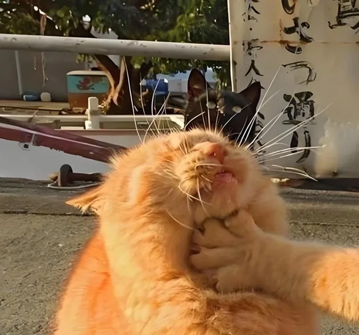 meme bóp cổ con mèo