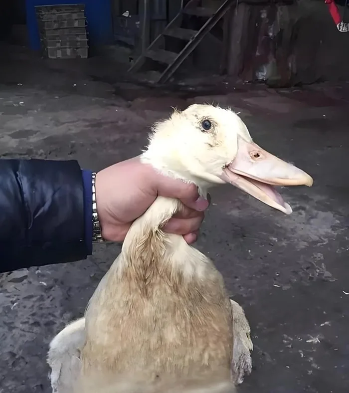 meme bóp cổ chó