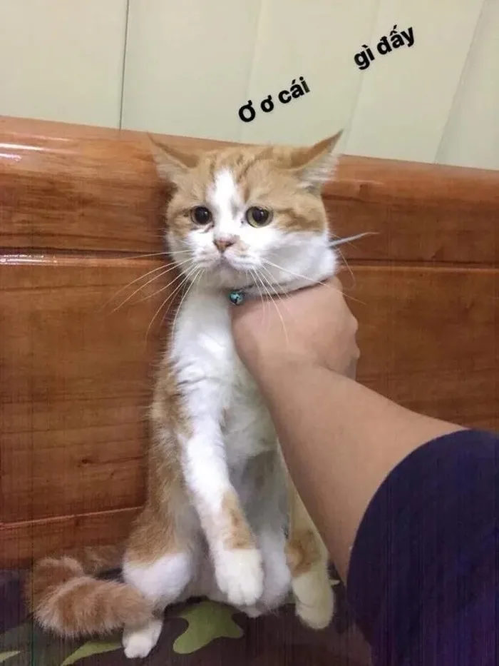 meme bóp cổ con mèo