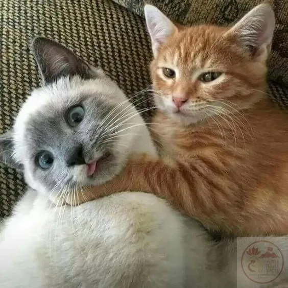 meme bóp cổ con mèo