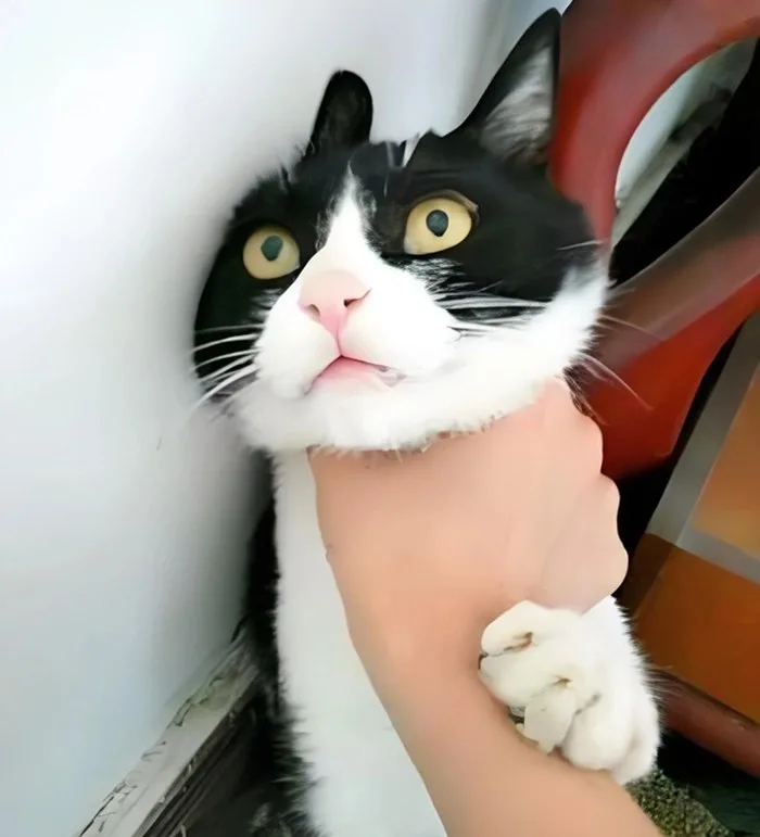 meme bóp cổ con mèo