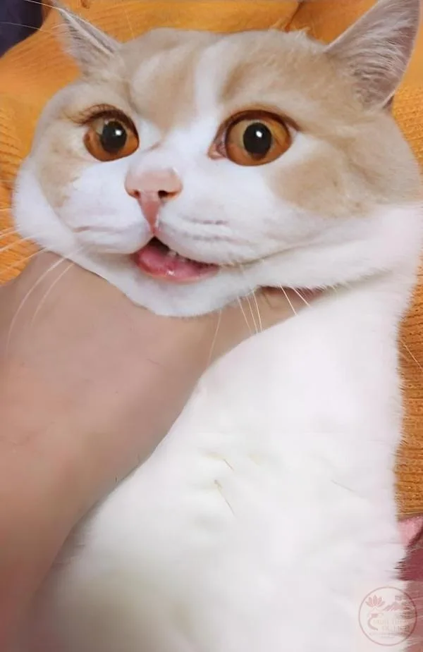 meme bóp cổ con mèo