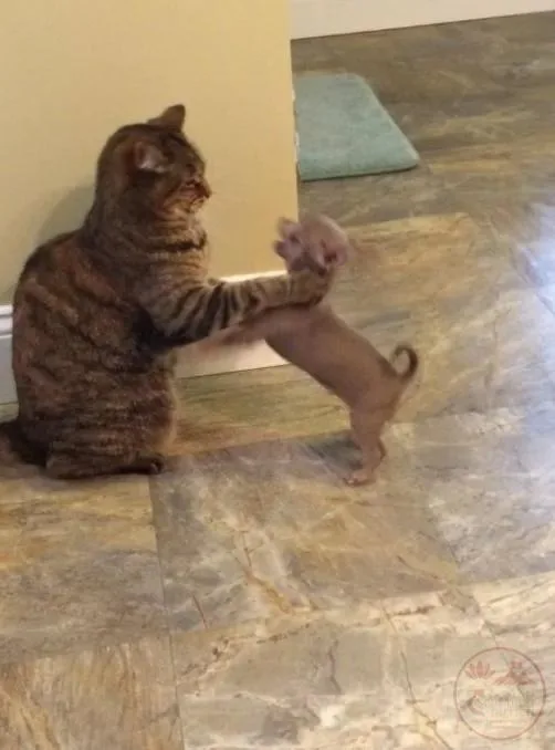 meme bóp cổ con mèo