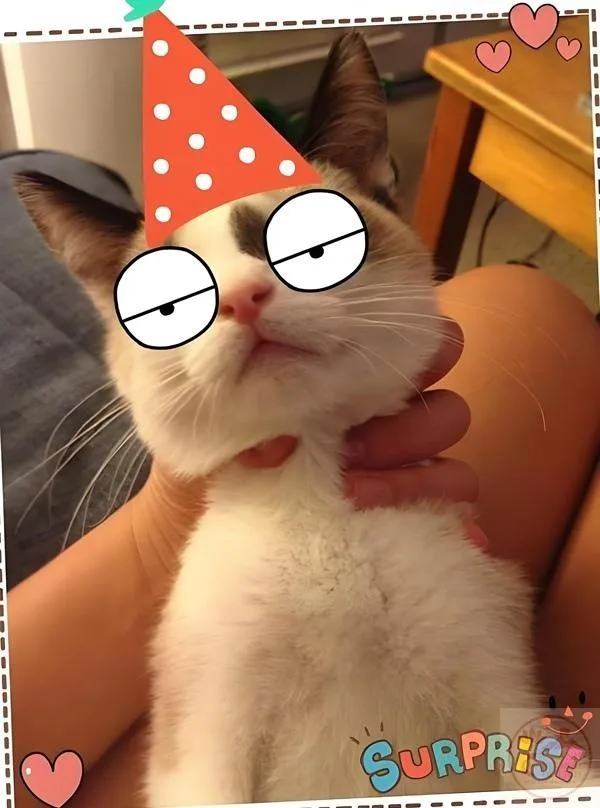 meme bóp cổ con mèo