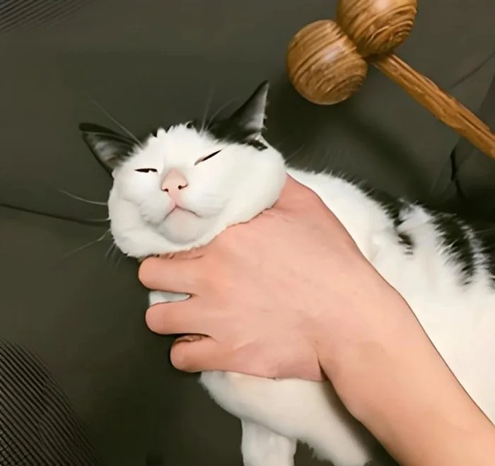 meme bóp cổ con mèo