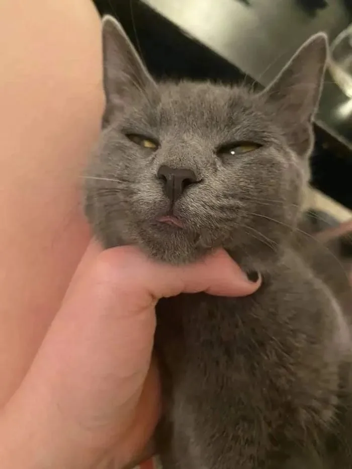 meme bóp cổ con mèo