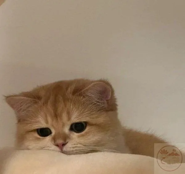 meme cạn lời con mèo