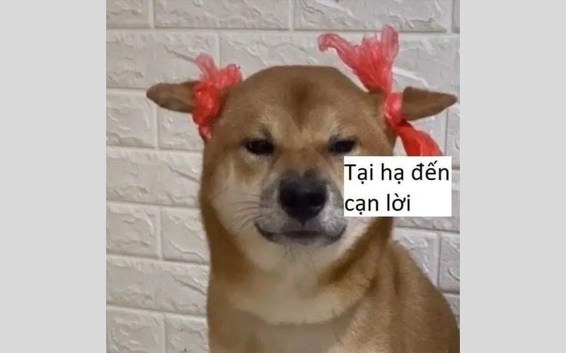 meme cạn lời con mèo