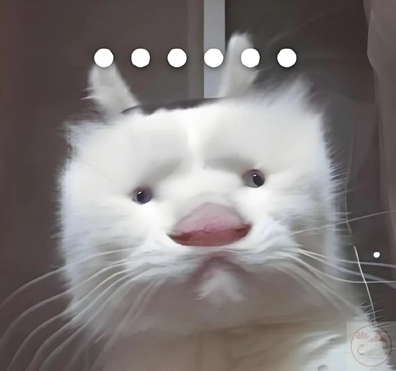 meme cạn lời con mèo