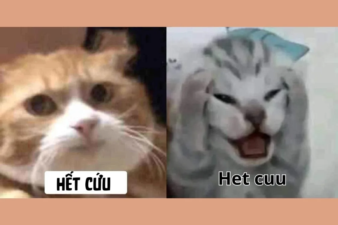 meme cạn lời con mèo