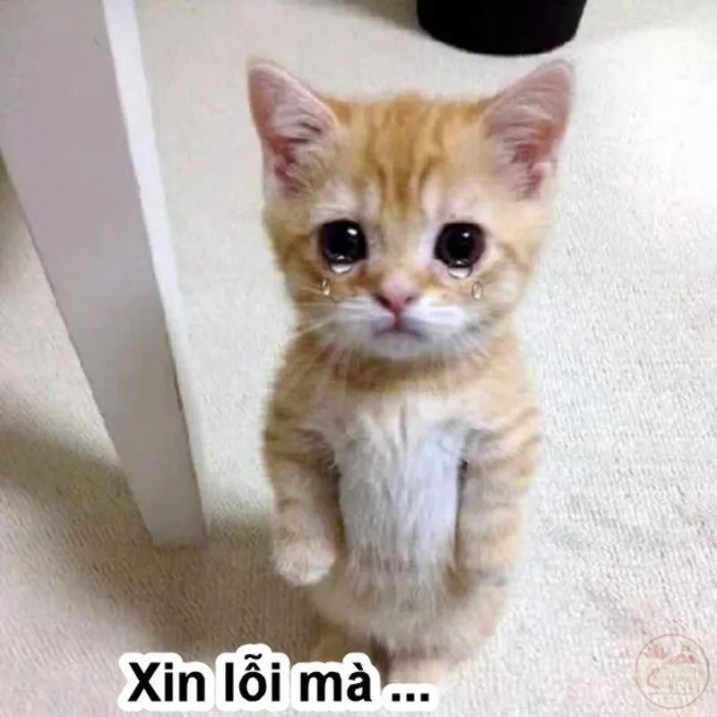meme cầu xin cute