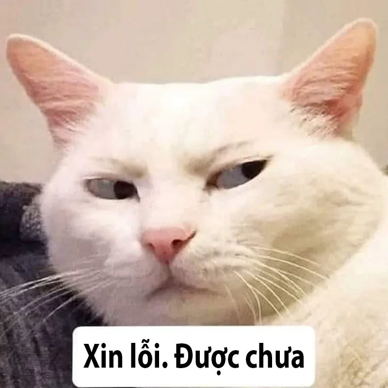 meme cầu xin cute