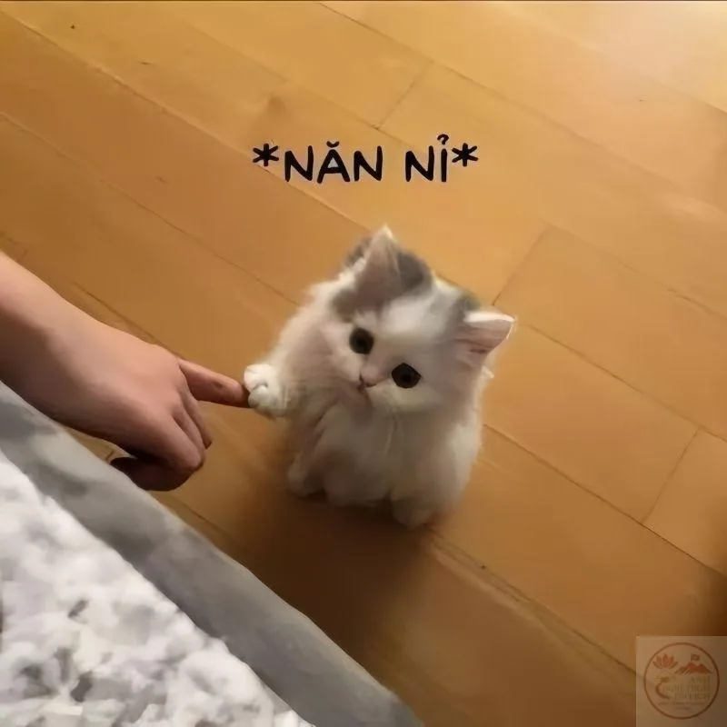 meme cầu xin cute