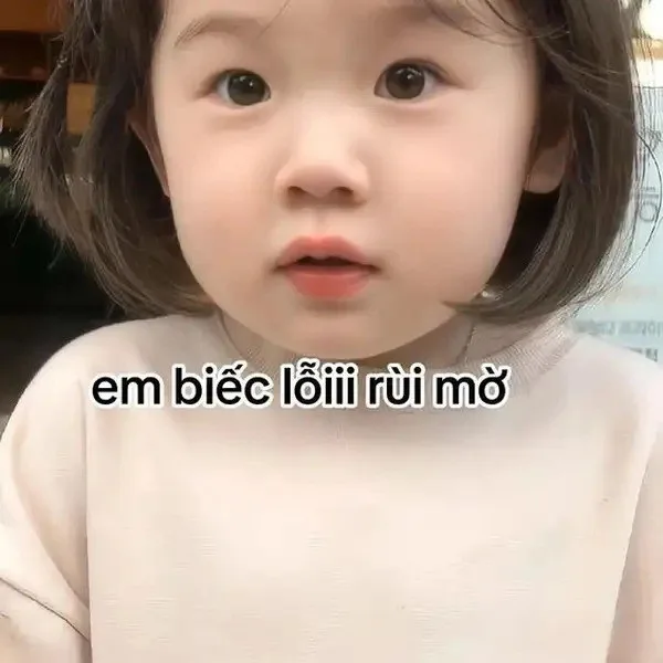 meme cầu xin tha thứ