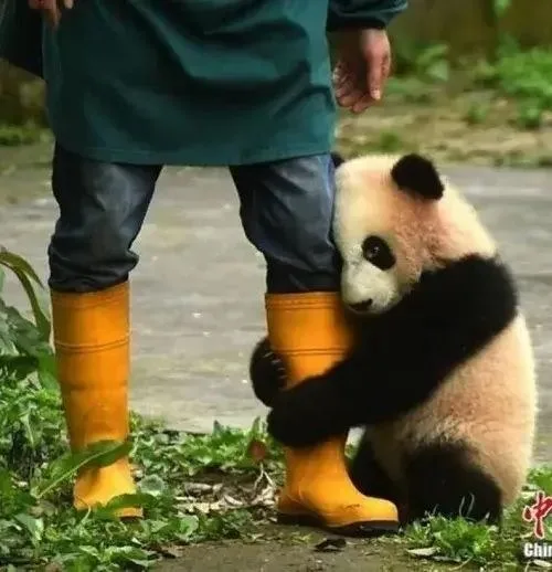 meme cầu xin