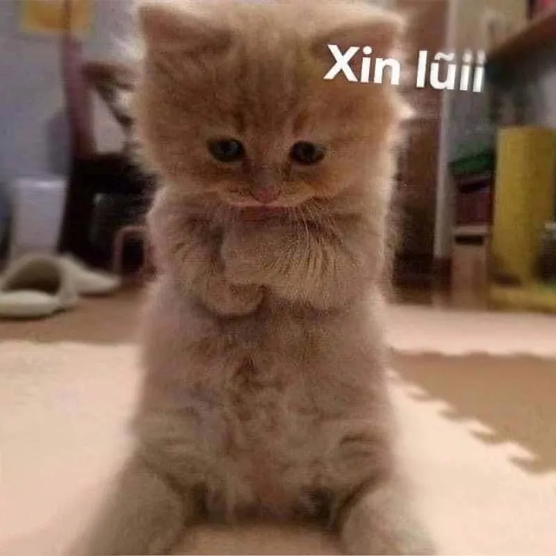 meme cầu xin cute