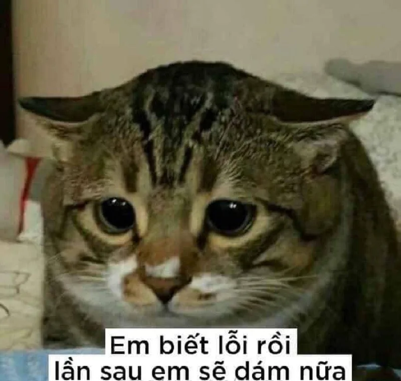 meme cầu xin cute