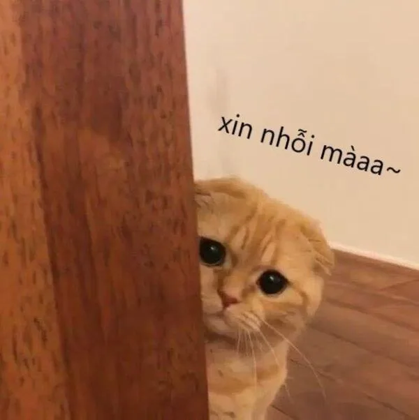 meme cầu xin cute