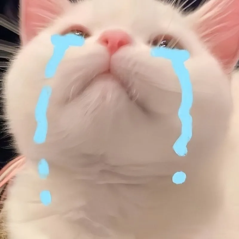meme cầu xin cute