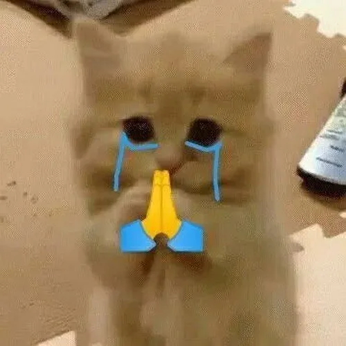 meme cầu xin cute