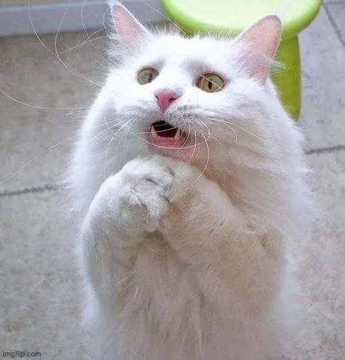 meme cầu xin cute