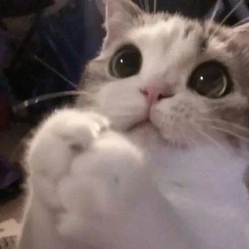 meme cầu xin cute